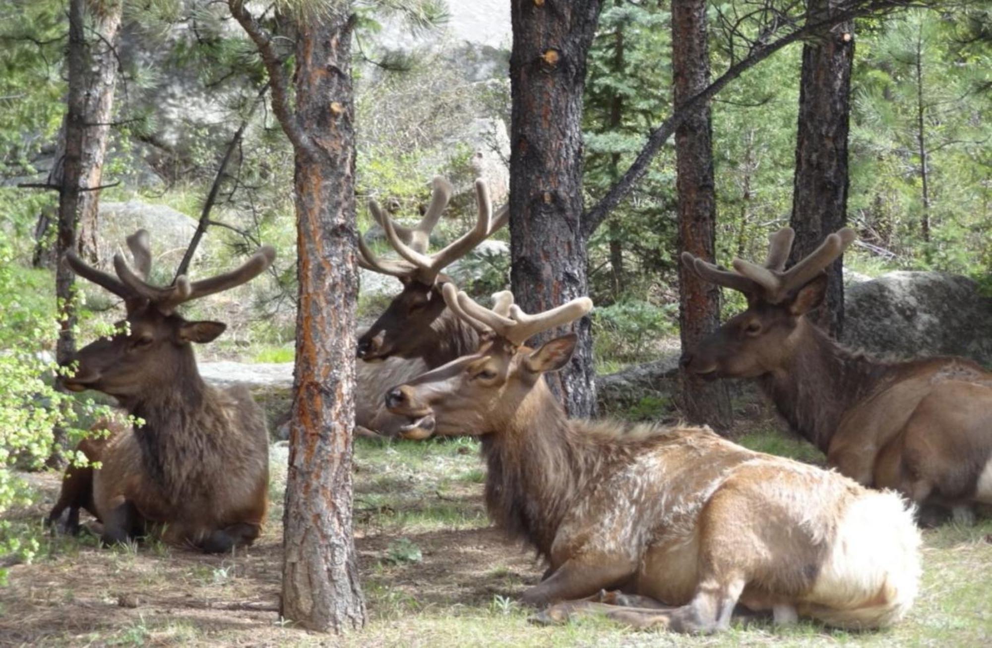 Stonebrook Resort - Adult Only Estes Park Buitenkant foto